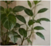 Green plant in a calm interior